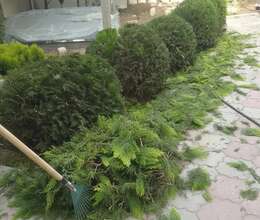 Bağban xidməti bağban işi axtarıram