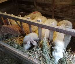 Boğaz qoyun və quzu satılır 