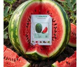 Qarpız toxumu GRAND F1