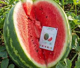 Qarpız toxumu GRAND F1