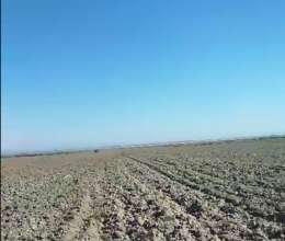 80 hektar Kənd Təsərrüfat Təyinatlı torpaq