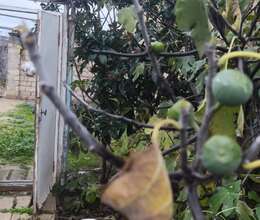 5 sot torpaq satılır