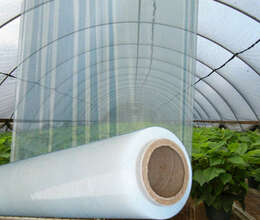 İstixana üçün salafan.