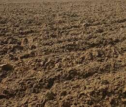 Nardaran bağlarında 24 sot torpaq  