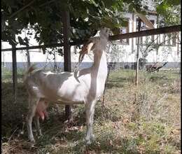 Saanen cavan ailə, südlük keçilər