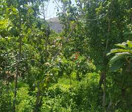 Saray qəsəbəsi Qoca Çinar Vedi kafenin qarşısı