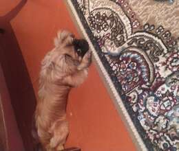 Pekines ərkey satıram 190 manat ərkeydi