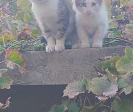 Pişiklər Yaxşı Əllərə Sahibləndirilir