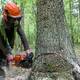 Ağac kesmek budamaq işləri görülür 