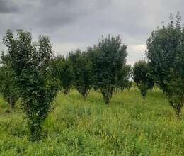 Satılır torpaq 77 sot, Göyçay