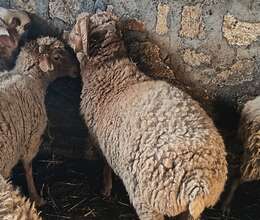 480 manata bir bas ana bala