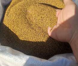 Yonca toxumu (beyləqan sortu)