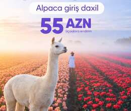 Alpaka Tülpan turu 