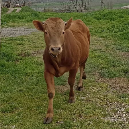 Satılır Erkək Dana, 1 Yaş, Yerli — Quba