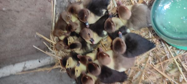 Lal ördək balaları