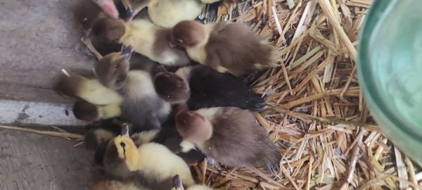 Lal ördək balaları