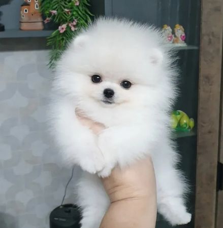 Pomerin spits balası, 2 aylıq, Erkək