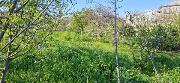 8.7 Sot torpaq sahəsi, Saray qəsəbəsi, M.P.Vaqif küç – Torpaq – ucuztap.az