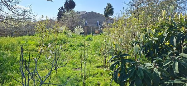 8.7 sot torpaq sahəsi, Saray qəsəbəsi, M.P.Vaqif küç