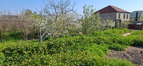 8.7 sot torpaq sahəsi, Saray qəsəbəsi, M.P.Vaqif küç