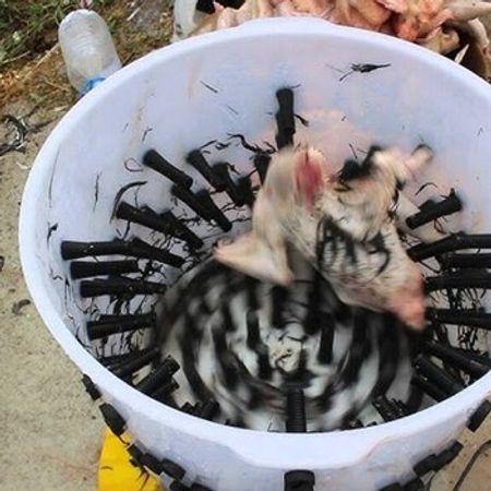 Toyuq tükü yolma aparatı