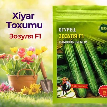 Xiyar toxumu