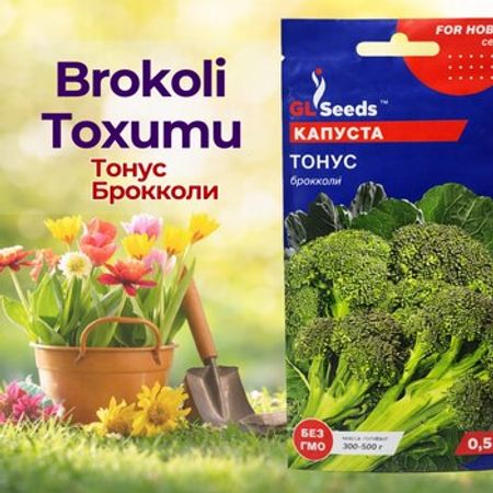 Brokoli toxumu