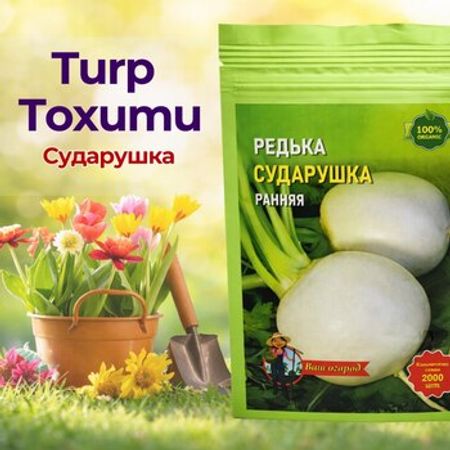 Turp toxumu
