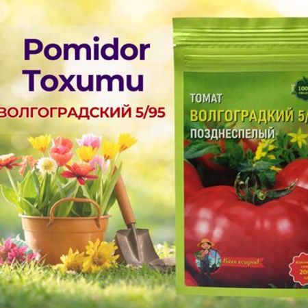 Pomidor toxumu