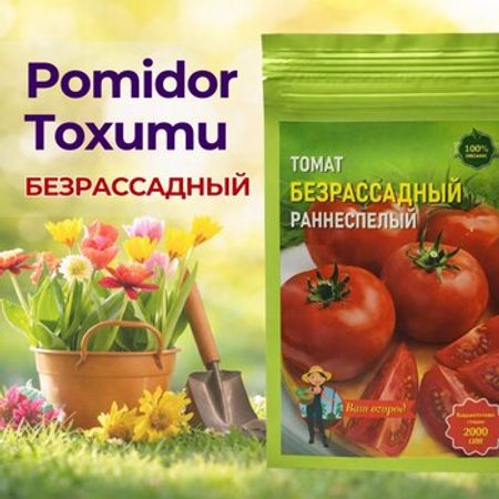 Pomidor toxumu