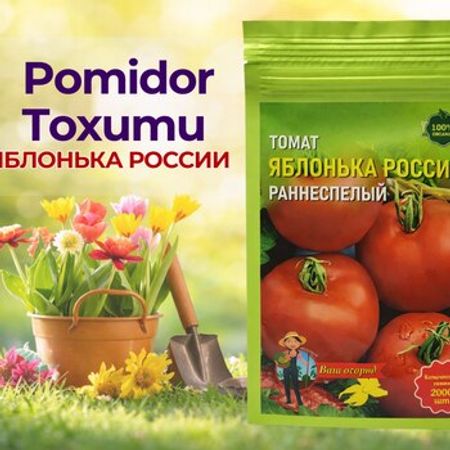 Pomidor toxumu