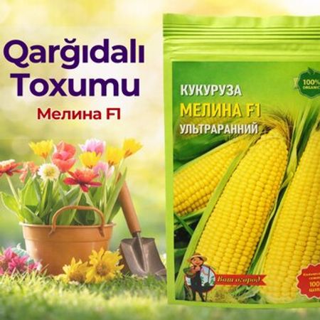 Qarğıdalı toxumu