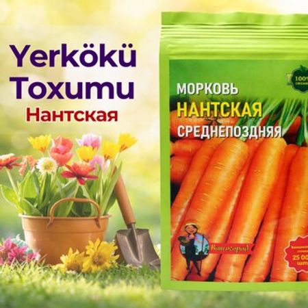 Yerkökü toxumu