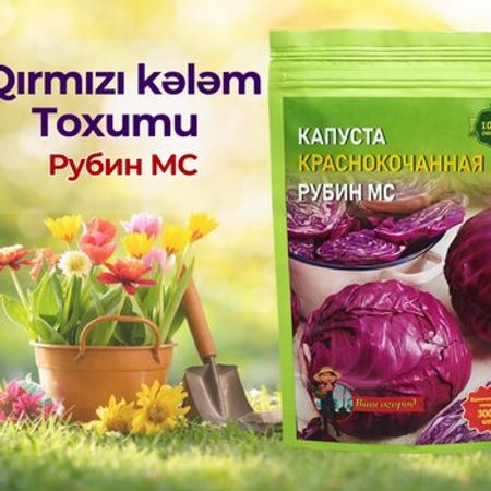 Qırmızı kələm toxumu