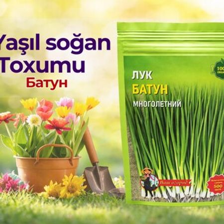 Yaşıl soğan toxumu