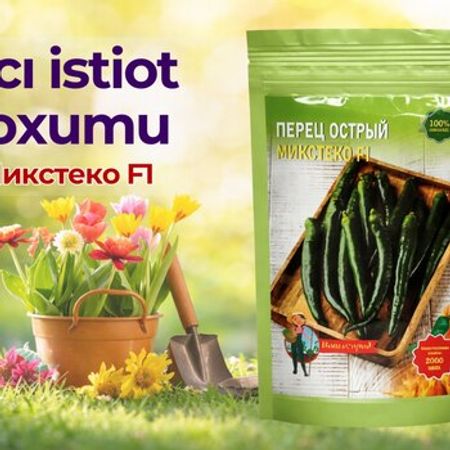 Acı istiot toxumu