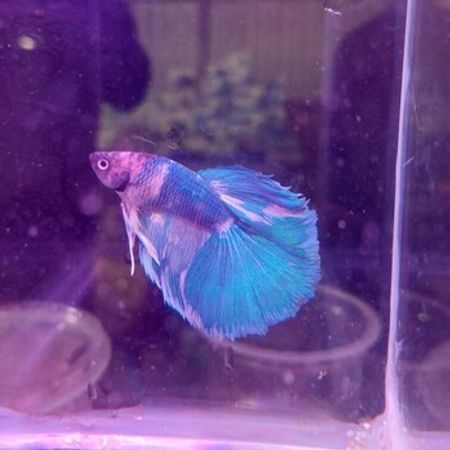 Betta balığı