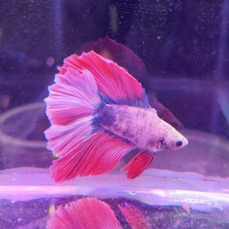 Betta balığı