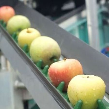 PVC və PU qida konveyer lentləri