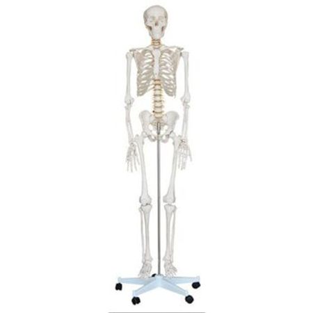 İnsan skeleti 180sm – Biznes üçün avadanlıq – ucuztap.az