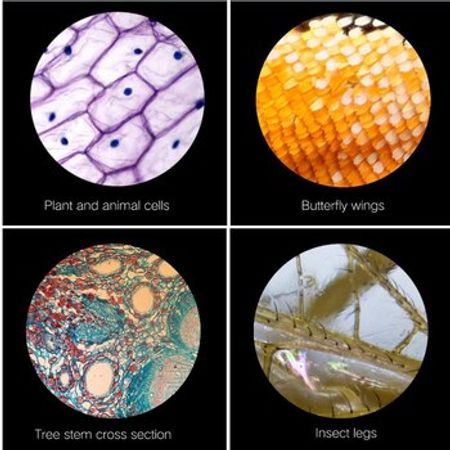 Tibbi Mikroskop 2400x