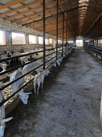 150 Hektar İmişli Ərəzidə