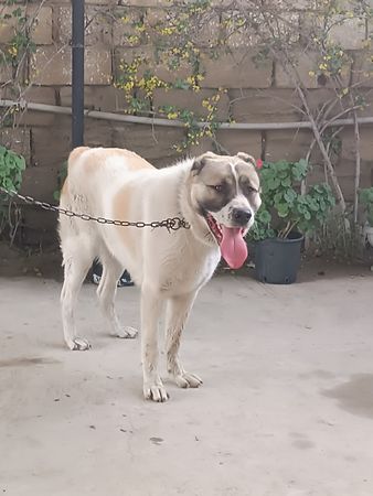 Şamaxı Çoban İti, 12 Aylıq, Erkək