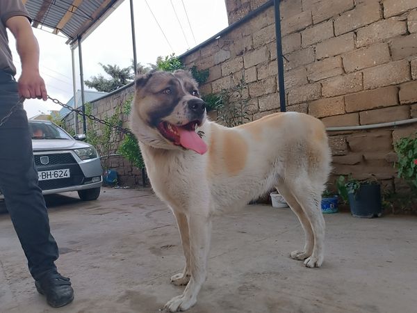 Şamaxı Çoban İti, 12 Aylıq, Erkək