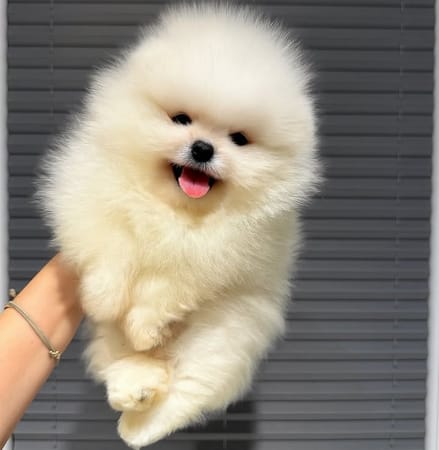 Pomerian Spitz, 2 ayliq, Erkək