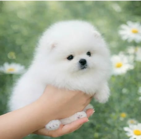 Pomerian Spitz misqa, 2 ayliq, Erkək