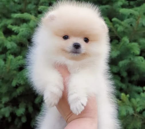 Pomerian Spitz, 2 aylqdi, Erkək