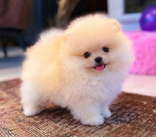 Pomerian Spitz, 2aylqdi, Dişi