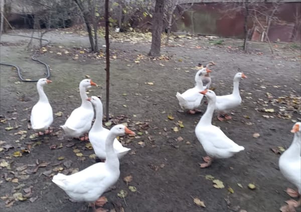 Linda yumurtaları – Quşlar – ucuztap.az