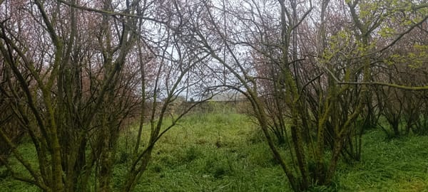 50 sot torpaq sahəsi, Maştağa